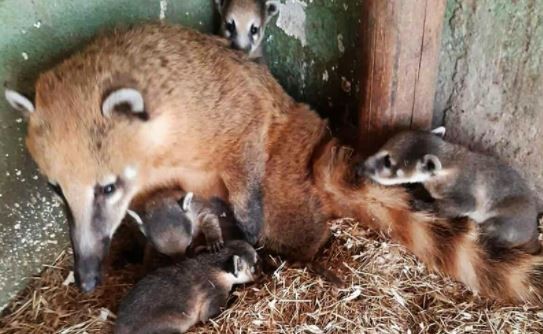 Преслатки: За првпат во Скопје ЗОО се родија бебиња белоносести коати