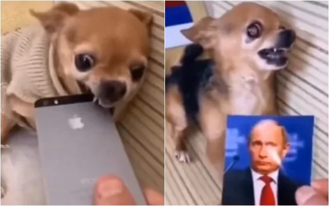 Агресивна чивава гризе сè пред себе и од ништо не се плаши - освен од Путин