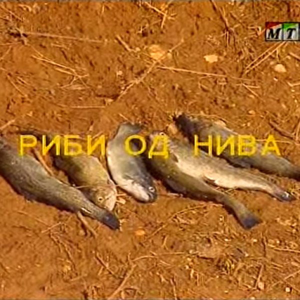 Потсетување на животните лекции од приказните: „Риби од нива“