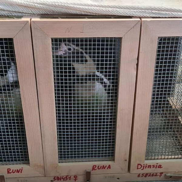Конечно пристигнаа: Пингвини од Русија се новите жители во Скопје ЗОО