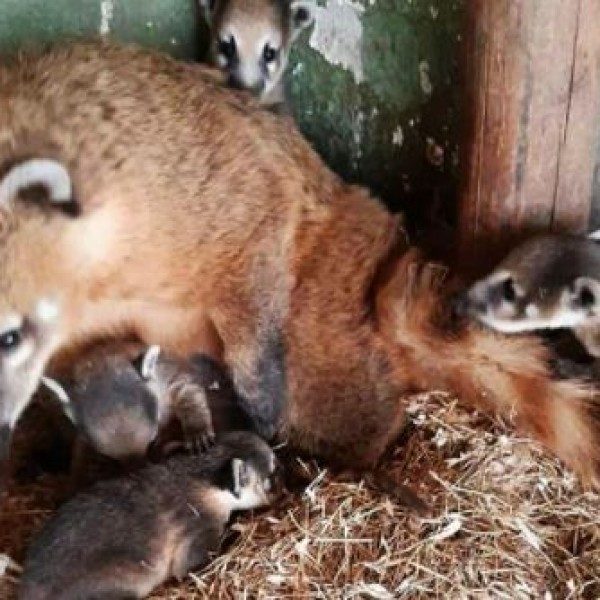 Преслатки: За првпат во Скопје ЗОО се родија бебиња белоносести коати